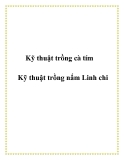 Kỹ thuật trồng cà tím -  Kỹ thuật trồng nấm Linh chi