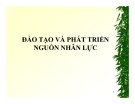 Bài giảng Quản trị học -  Đào tạo và phát triển nguồn nhân lực