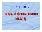 Bài giảng Sinh học 7 bài 27: Đa dạng và đặc điểm chung của lớp sâu bọ