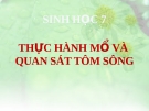 Bài giảng Sinh học 7 bài 23: Thực hành mổ và quan sát tôm sống