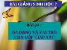 Bài giảng Sinh học 7 bài 24: Đa dạng và vai trò của lớp giáp xác