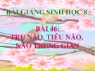 Bài giảng Sinh học 8 bài 46: Trụ não, tiểu não, não trung gian