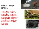 Bài giảng Công nghệ 10 bài 24: Thực hành - Quan sát nhận dạng ngoại hình giống vật nuôi