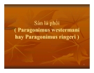 Bài giảng Sán lá phổi ( Paragonimus westermani hay Paragonimus ringeri ).