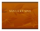 Bài giảng Sán lá ký sinh