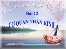 Slide bài Cơ quan thần kinh - Tự Nhiên Xã Hội 3 - GV.B.N.Kha