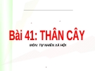 Slide bài Thân cây - Tự Nhiên Xã Hội 3 - GV.B.N.Kha