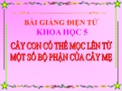 Bài giảng Cây con mọc lên từ một số BP của cây mẹ - Khoa học 5 - GV.Đ.T.Lý