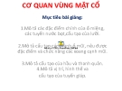 Bài giảng Cơ quan vùng mặt cổ