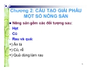 Bài giảng Cấu tạo giải phẫu một số loại nông sản