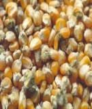 Báo cáo đề tài: Phương pháp phân tích Aflatoxin