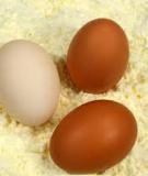 Báo cáo đề tài: Quy trình sản xuất bột nguyên trứng