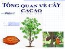 Bài giảng Tổng quan về cây ca cao