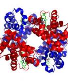 Các phương pháp đo độ bão hòa oxy của hemoglobin trong máu