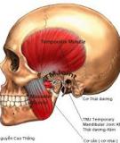 Bài giảng Khớp thái dương hàm