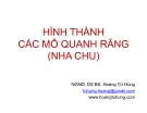 Bài giảng Hình thành các mô quanh răng (nha chu) - NGND.GS BS. Hoàng Tử Hùng