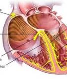 Holter điện tim: Kỹ thuật và giá trị chẩn đoán bệnh tim - TS. Nguyễn Tá Đông