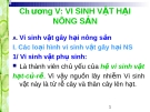 Bài giảng Chương V: Vi sinh vật gây hại nông sản