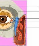 Bài giảng Đại cương về giải phẫu và sinh lý mắt
