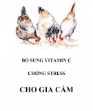 Vitamin C và cách bổ sung chống stress cho gia cầm: Phần 2