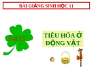 Bài giảng Sinh học 11 bài 15: Tiêu hóa ở động vật