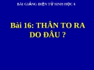 Bài giảng Sinh học 6 bài 16: Thân to ra do đâu?