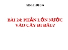 Bài giảng Sinh học 6 bài 24: Phần lớn nước vào cây đi đâu?