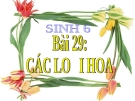 Bài giảng Sinh học 6 bài 29: Các loại hoa