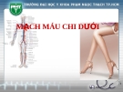 Bài giảng Mạch máu chi dưới - ĐH Y khoa Phạm Ngọc Thạch TP.HCM