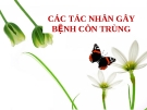 Thuyết trình: Các tác nhân gây bệnh côn trùng