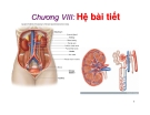 Bài giảng Sinh học động vật - Chương 8: Hệ bài tiết