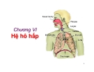 Bài giảng Sinh học động vật - Chương 6: Hệ hô hấp