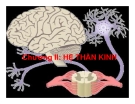 Bài giảng Sinh học động vật - Chương 2.1: Hệ thần kinh