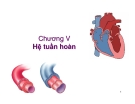 Bài giảng Sinh học động vật - Chương 5.2: Hệ tuần hoàn