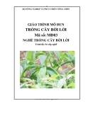 Giáo trình Trồng cây bời lời - MĐ03: Trồng cây bời lời