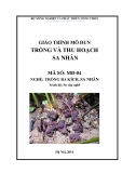 Giáo trình Trồng và thu hoạch sa nhân - MĐ04: Trồng ba kích, Sa nhân