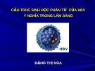 Bài giảng Cấu trúc sinh học phân tử của HBV và ý nghĩa trong lâm sàng - Đặng Thị Nga