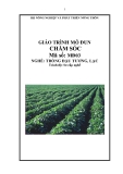 Giáo trình Chăm sóc - MĐ03: Trồng đậu tương, lạc