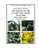 Giáo trình Thu hoạch, sơ chế và tiêu thụ chuối - MĐ05: Trồng chuối