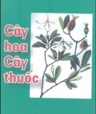 Tìm hiểu về Cây hoa cây thuốc: Phần 1