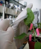 Đề tài nghiên cứu: Điều tra, nghiên cứu một số thực vật Việt Nam có tác dụng hỗ trợ điều hòa lượng đường trong máu để ứng dụng cho bệnh nhân đái tháo đường type 2 - Hà Thị Bích Ngọc