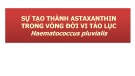 Bài thuyết trình: Sự tạo thành Astaxanthin trong vòng đời vi tảo lục Haematococcus Pluvialis