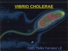 Bài giảng Vibrio_Cholerae - CBG. Trần Thị Như Lê