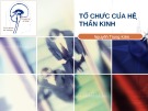 Bài giảng Tổ chức của hệ thần kinh - Nguyễn Trung Kiên