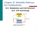 Chapter 22: Metabolic Pathways for Carbohydrates