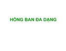 Bài giảng Hồng ban đa dạng