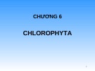 Bài giảng Chương 6: Chlorophyta (Tảo lục)