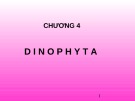 Bài giảng Chương 4: Dinophyta (Nhóm Tảo giáp)