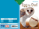 Egg to owl