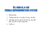 Bài giảng Hệ sinh dục cái (Female Reproduuctive System)